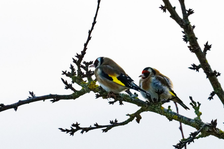 FOUEL Jacques - Chardonnerets