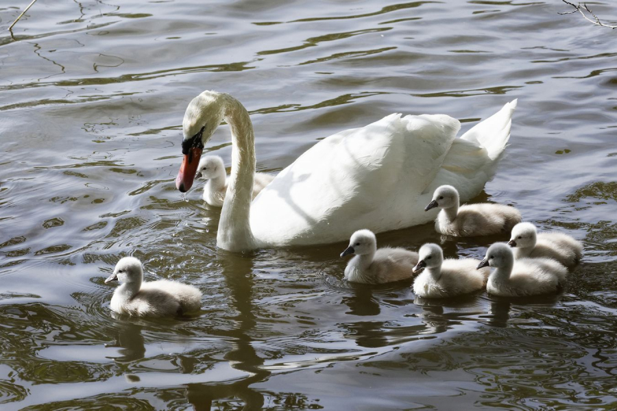 FOUEL Jacques - Cygnes