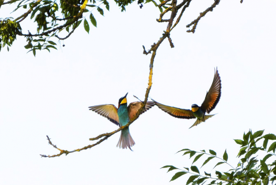 FOUEL Jacques - J'arrive