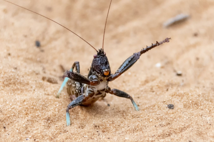 GUINOT Gilbert - Agressif