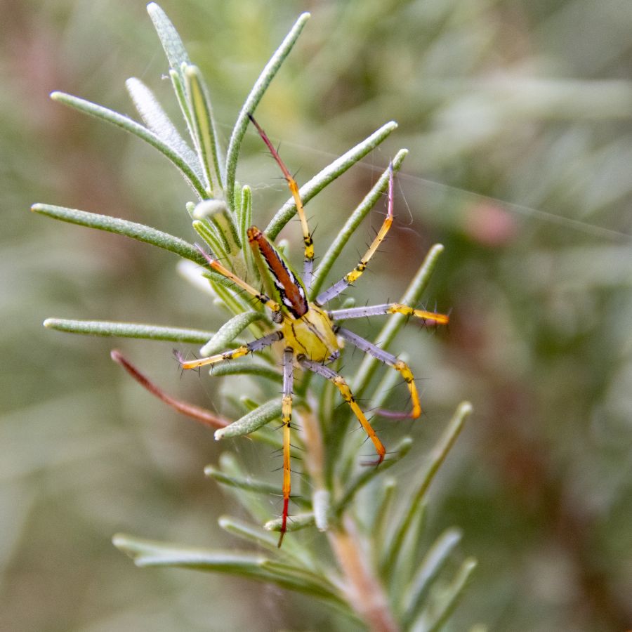 GUINOT Gilbert - Cache cache