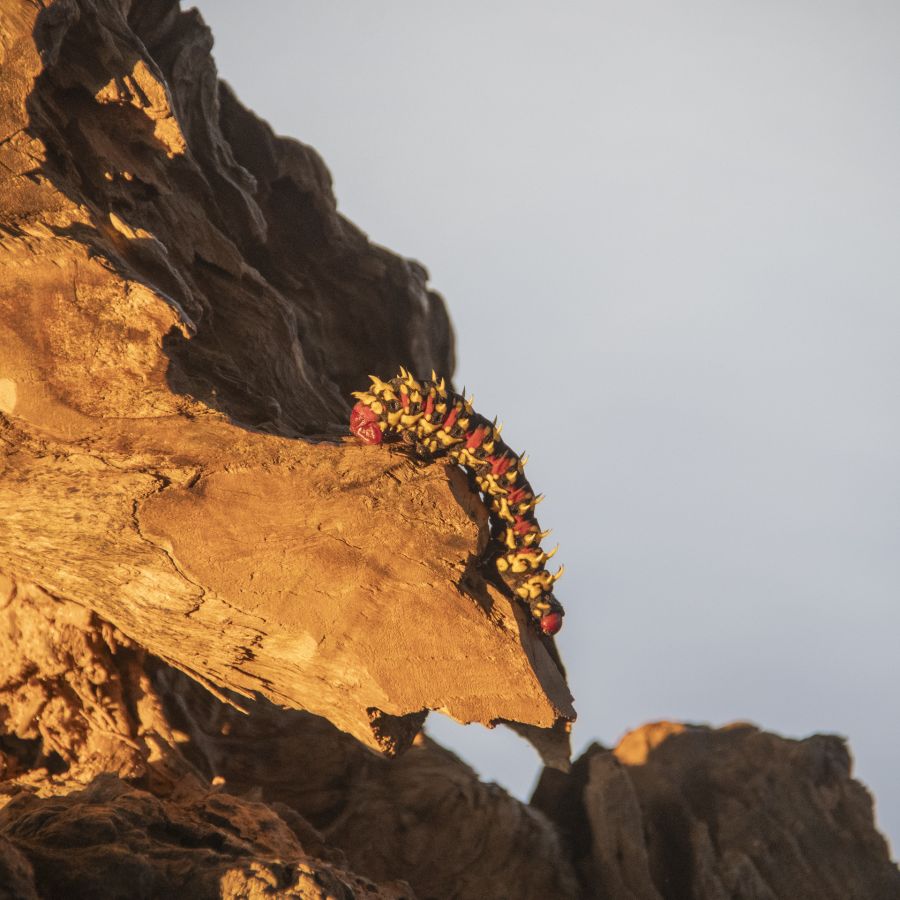 GUINOT Gilbert - C'est haut