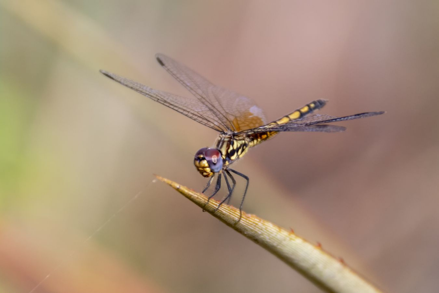 GUINOT Gilbert - Delicat