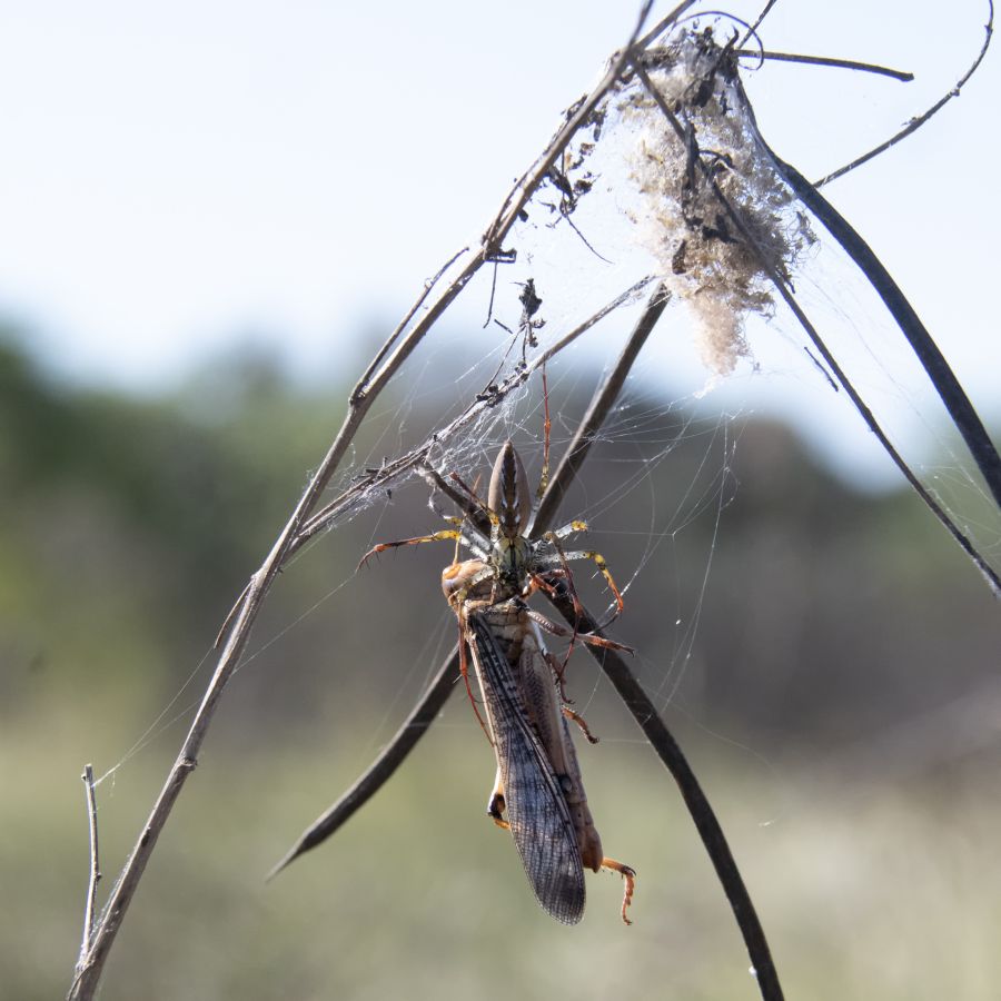 GUINOT Gilbert - Trop tard