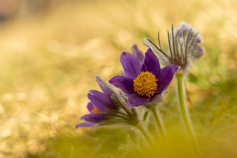 HARTMANN Philippe - Anémones