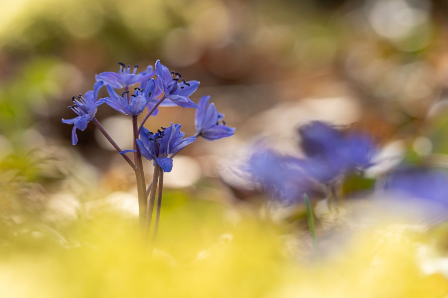 HARTMANN Philippe - Scille à 2 feuilles
