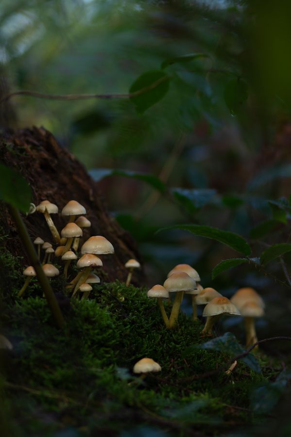 HARTMANN Philippe - Tapis, cachés... il faut nous trouver