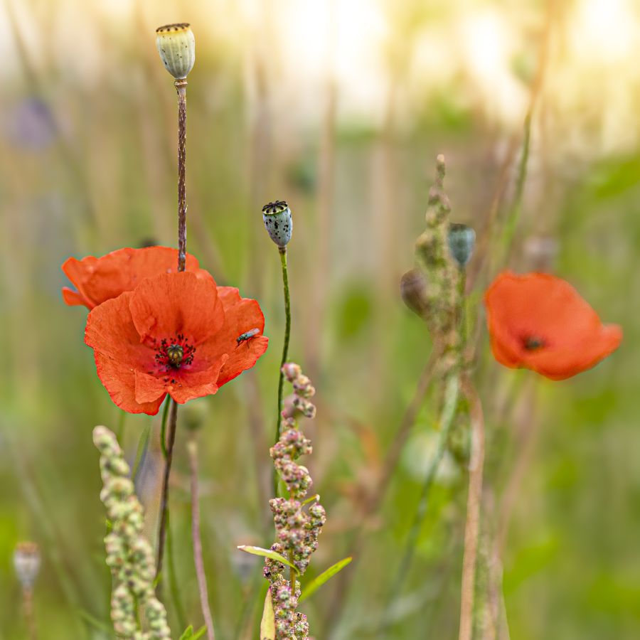 LAMBOEUF Bernard - Coquelicot