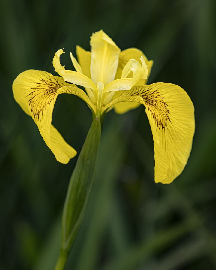 LAMBOEUF Bernard - Iris des marais