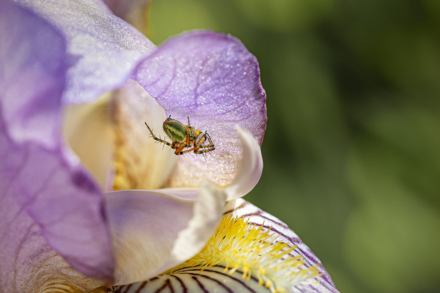 LAMBOEUF Bernard - La belle et la bête