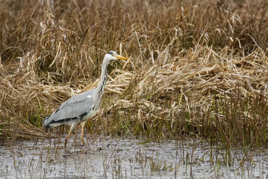 LAMBOEUF Bernard - Les pieds dans l'eau