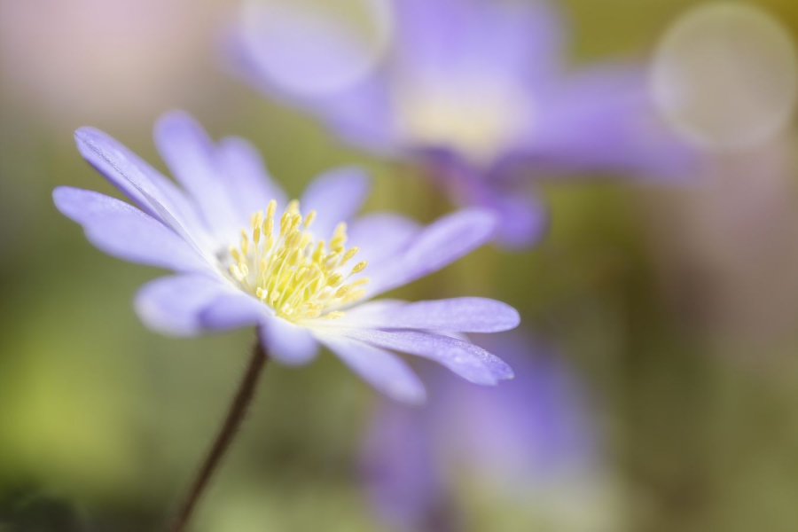 LAMBOEUF Bernard - Tout en douceur