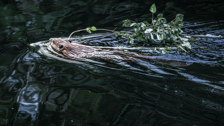MARTINET Thierry - A table