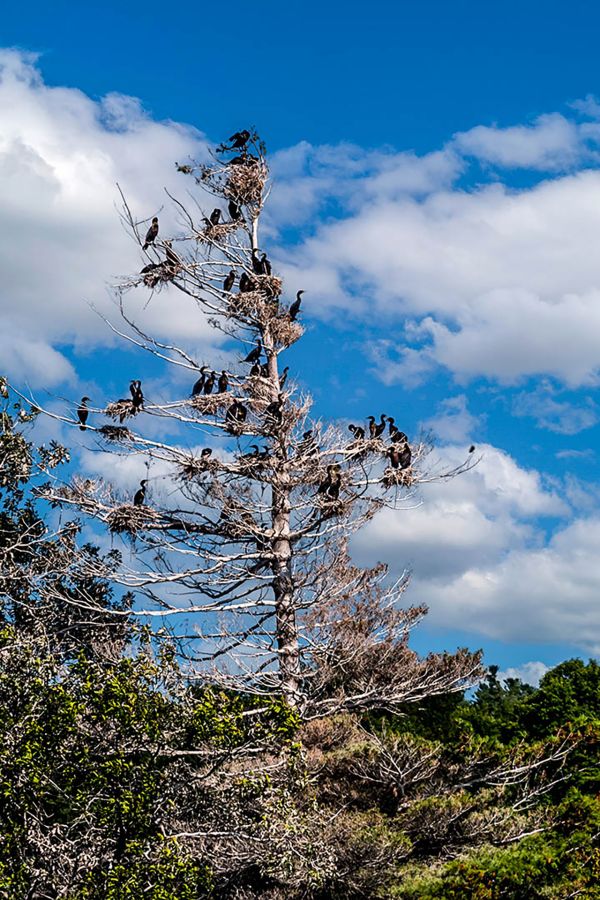 MARTINET Thierry - Arbre à oiseaux