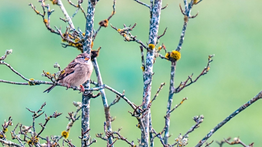 MARTINET Thierry - Le Piaf