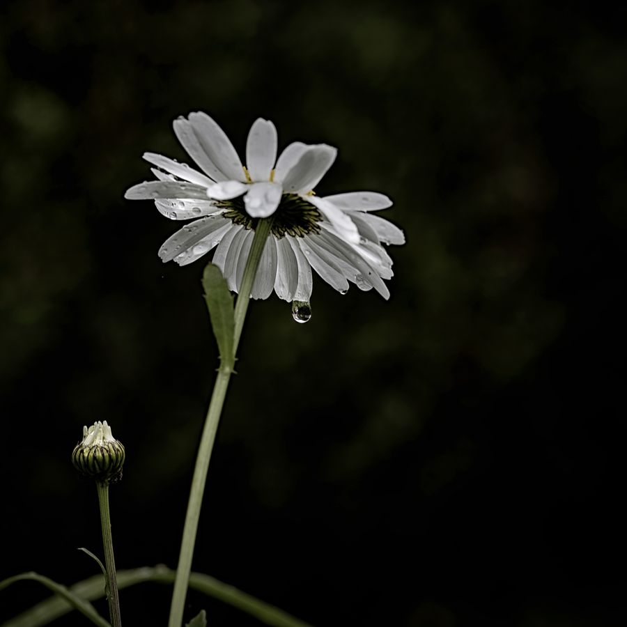 MILLIET Laurent - Après la pluie