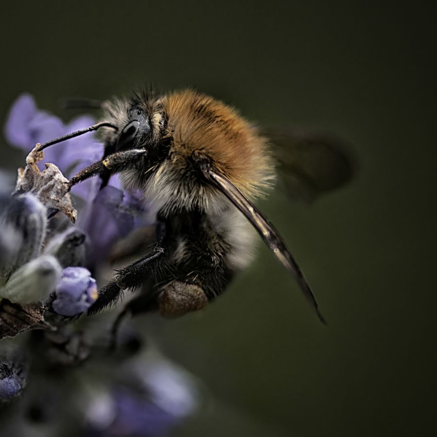 MILLIET Laurent - Bourdon poilu