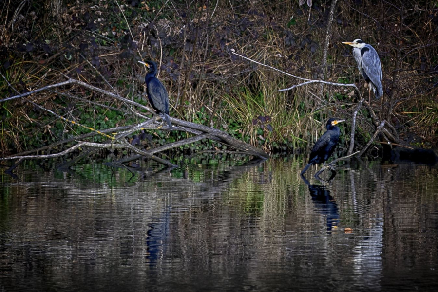 MILLIET Laurent - Les cormorans et le héron