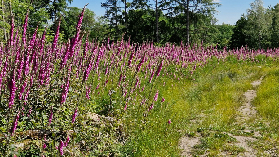MOSNIER Michel - Champ de digitales