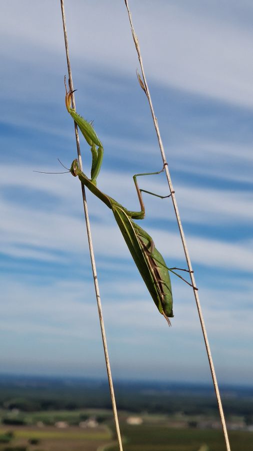 MOSNIER Michel - Mante religieuse