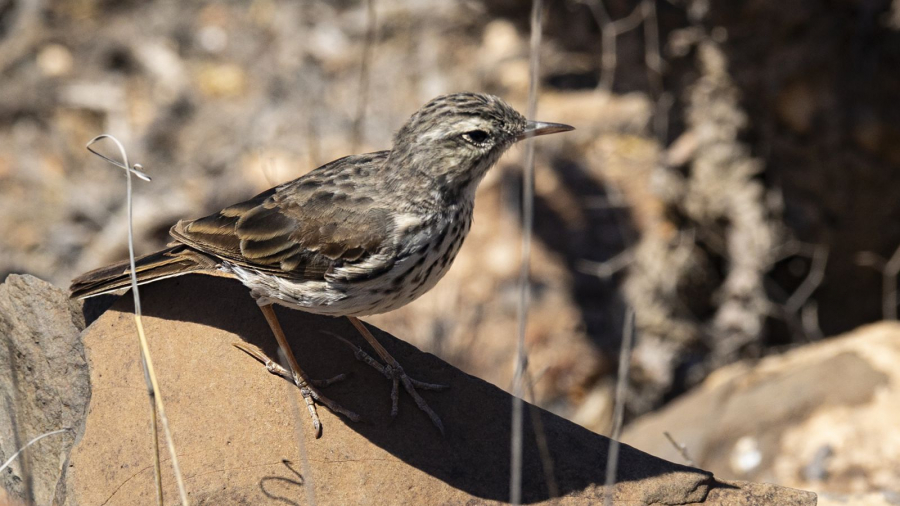 MOSNIER Michel - Pipit de Berthelot-La Gomera
