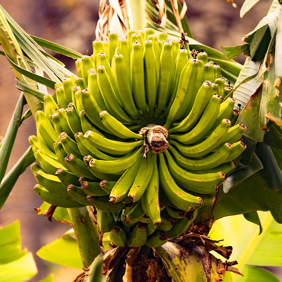 MOSNIER Michel - Régime