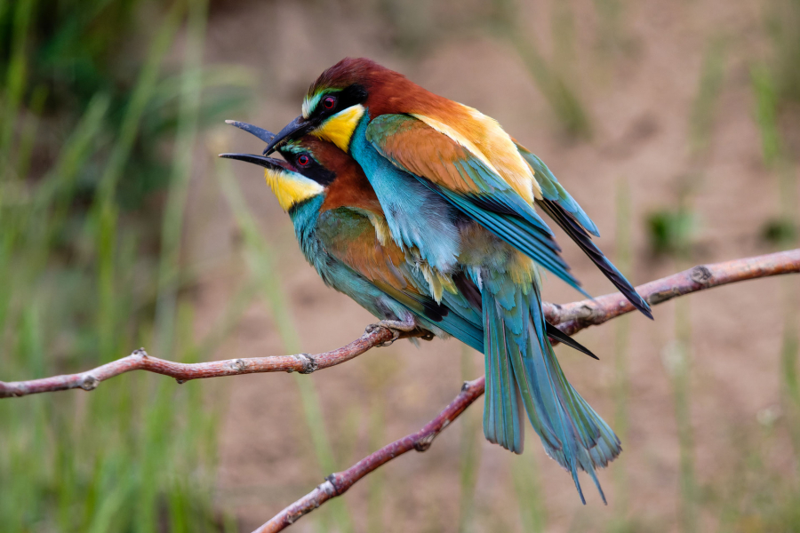 Ciel mon mari ! - CONTASSOT Philippe 3