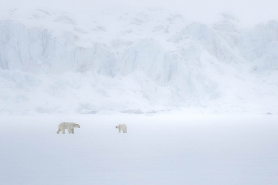 Rendez vous sans lendemain en Arctique - CONTASSOT Philippe 1
