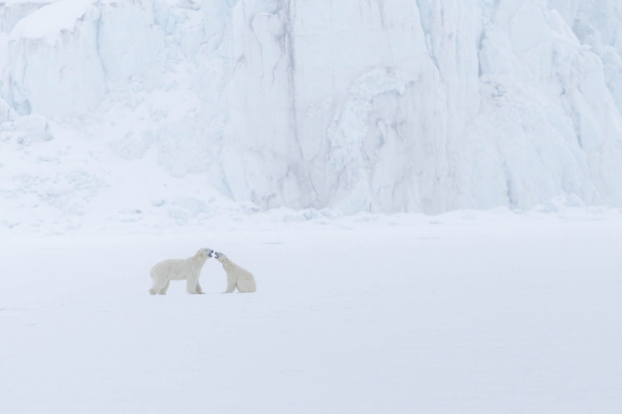 Rendez vous sans lendemain en Arctique - CONTASSOT Philippe 2