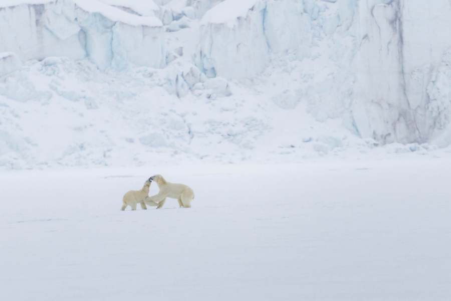 Rendez vous sans lendemain en Arctique - CONTASSOT Philippe 3