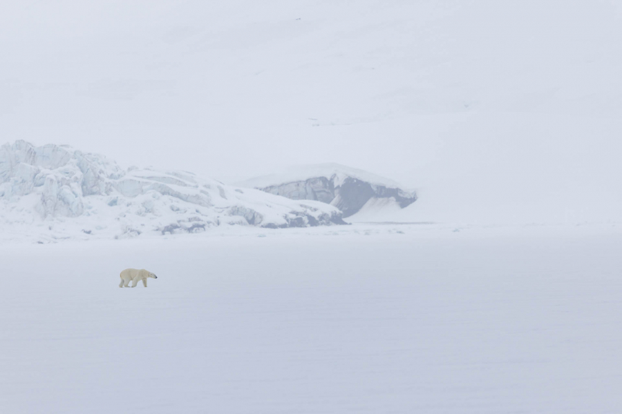 Rendez vous sans lendemain en Arctique - CONTASSOT Philippe 4