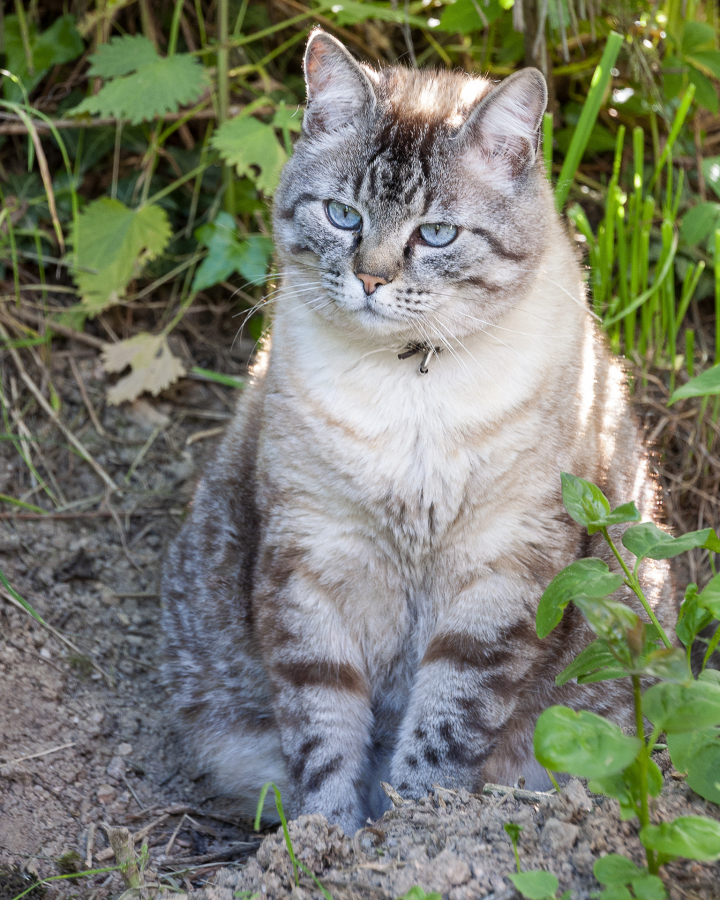 T'as de beaux yeux_1