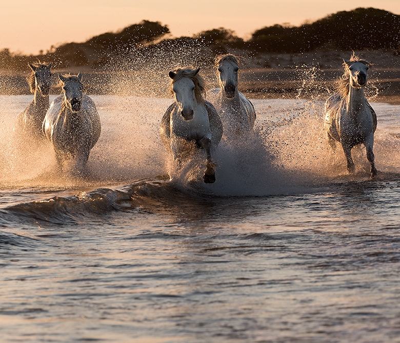 Camarguais en liberté_1