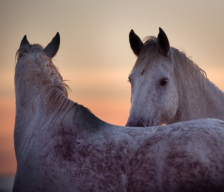 Camarguais en liberté_1