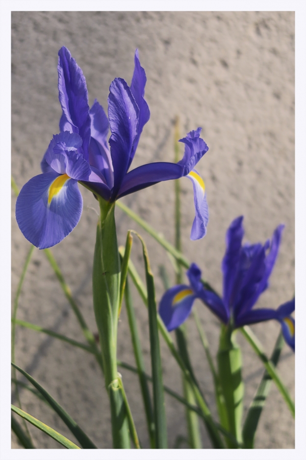 Les fleurs de mon jardin_1