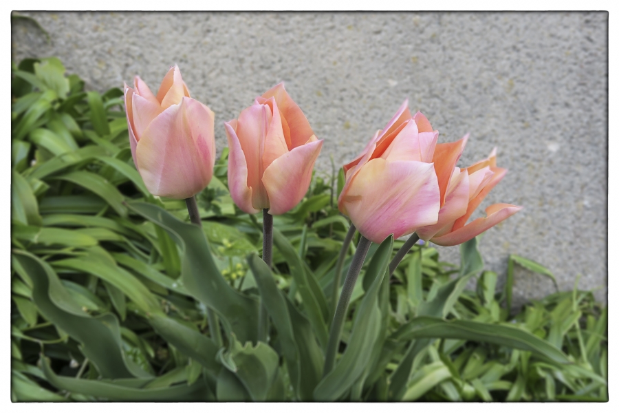 Les fleurs de mon jardin_3