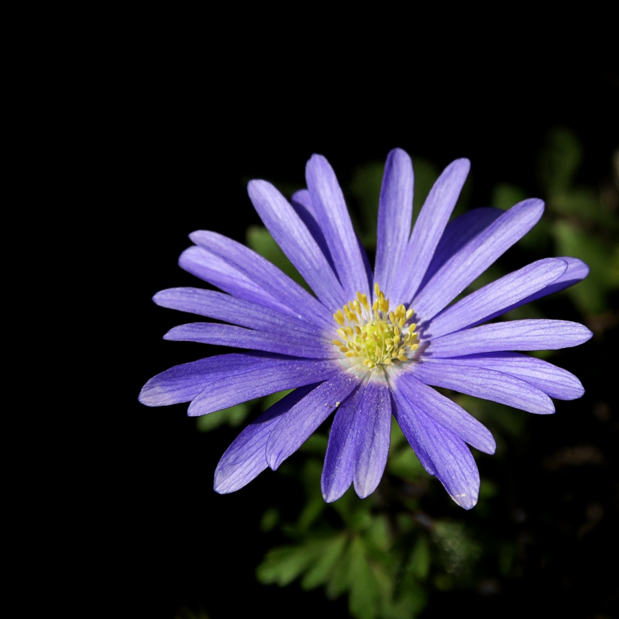 Les fleurs de mon jardin_4