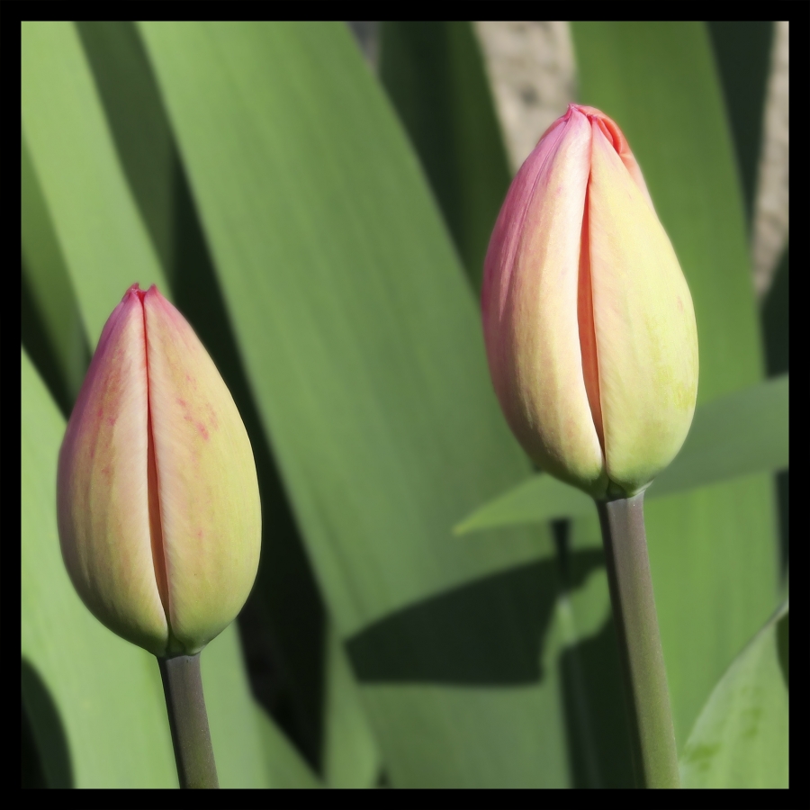 Les fleurs de mon jardin_5