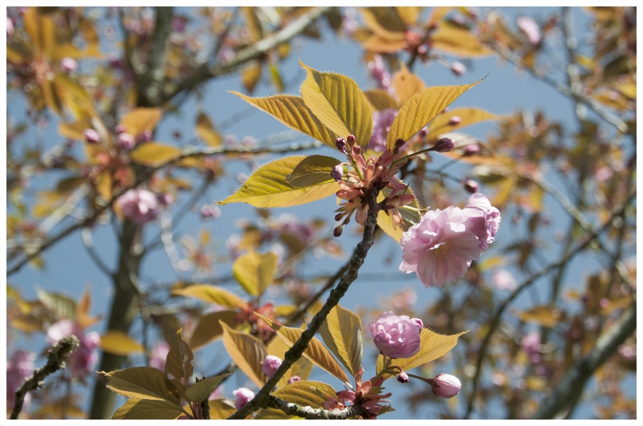 Les fleurs de mon jardin_8