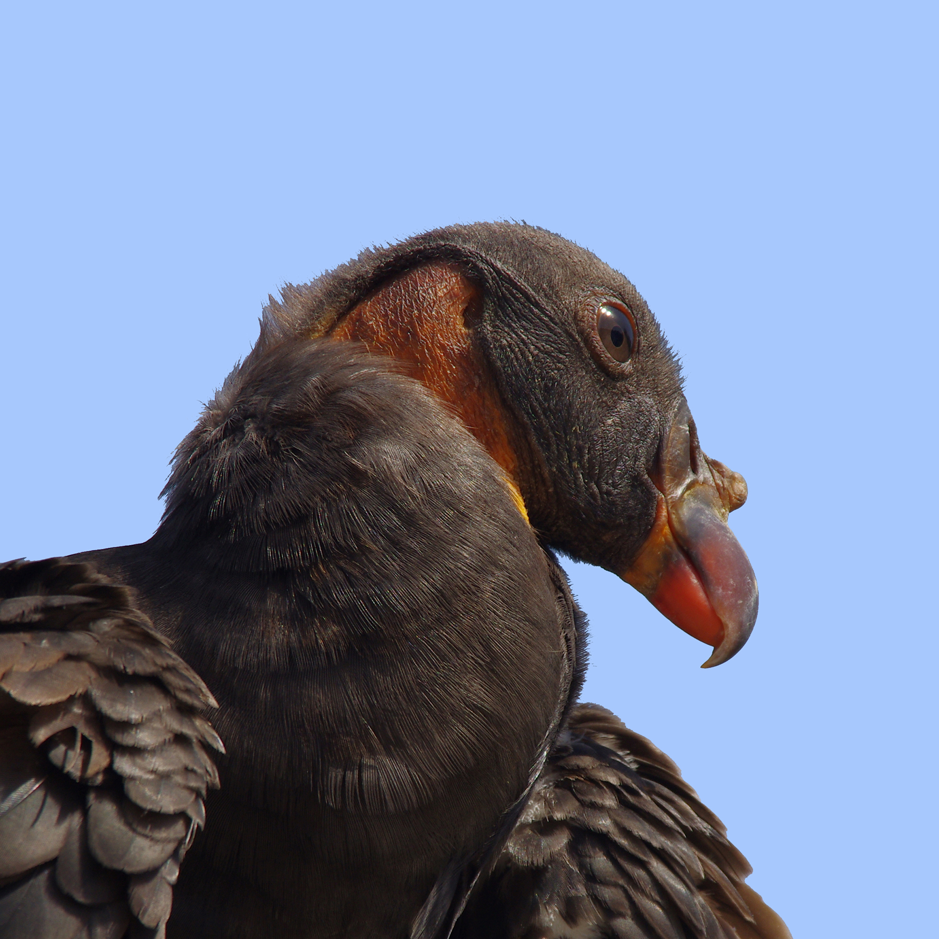 gautron-jp-1-vautour_48422441601_o