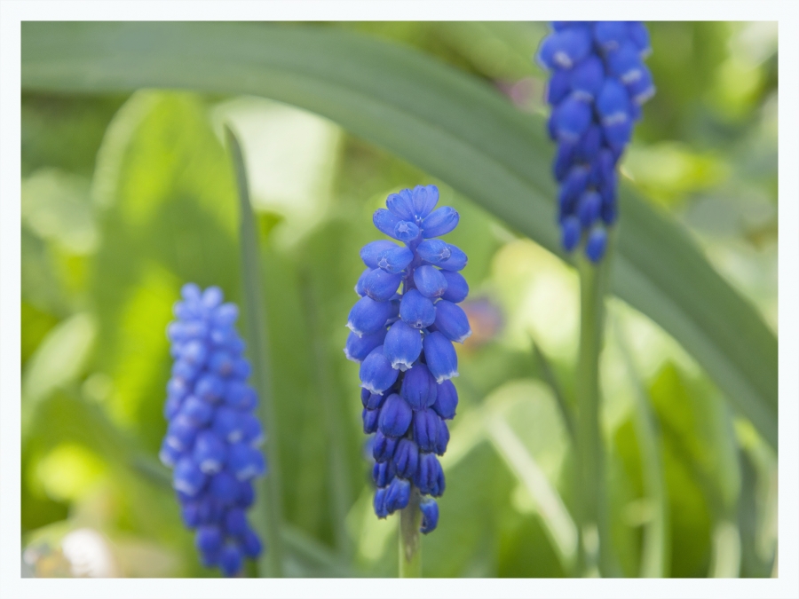 Les fleurs de mon jardin_9