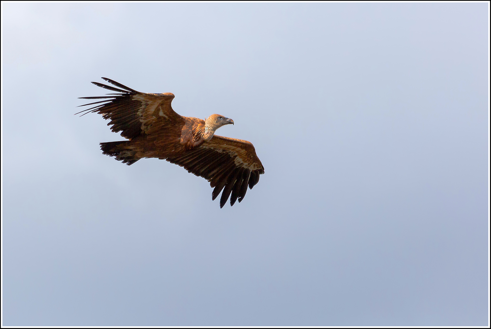 contassot-p-01_48422242326_o