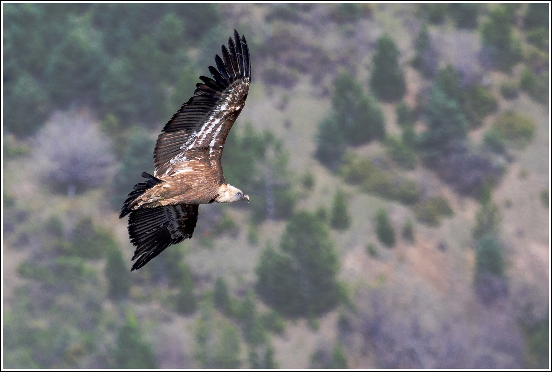 contassot-p-05_48422264601_o