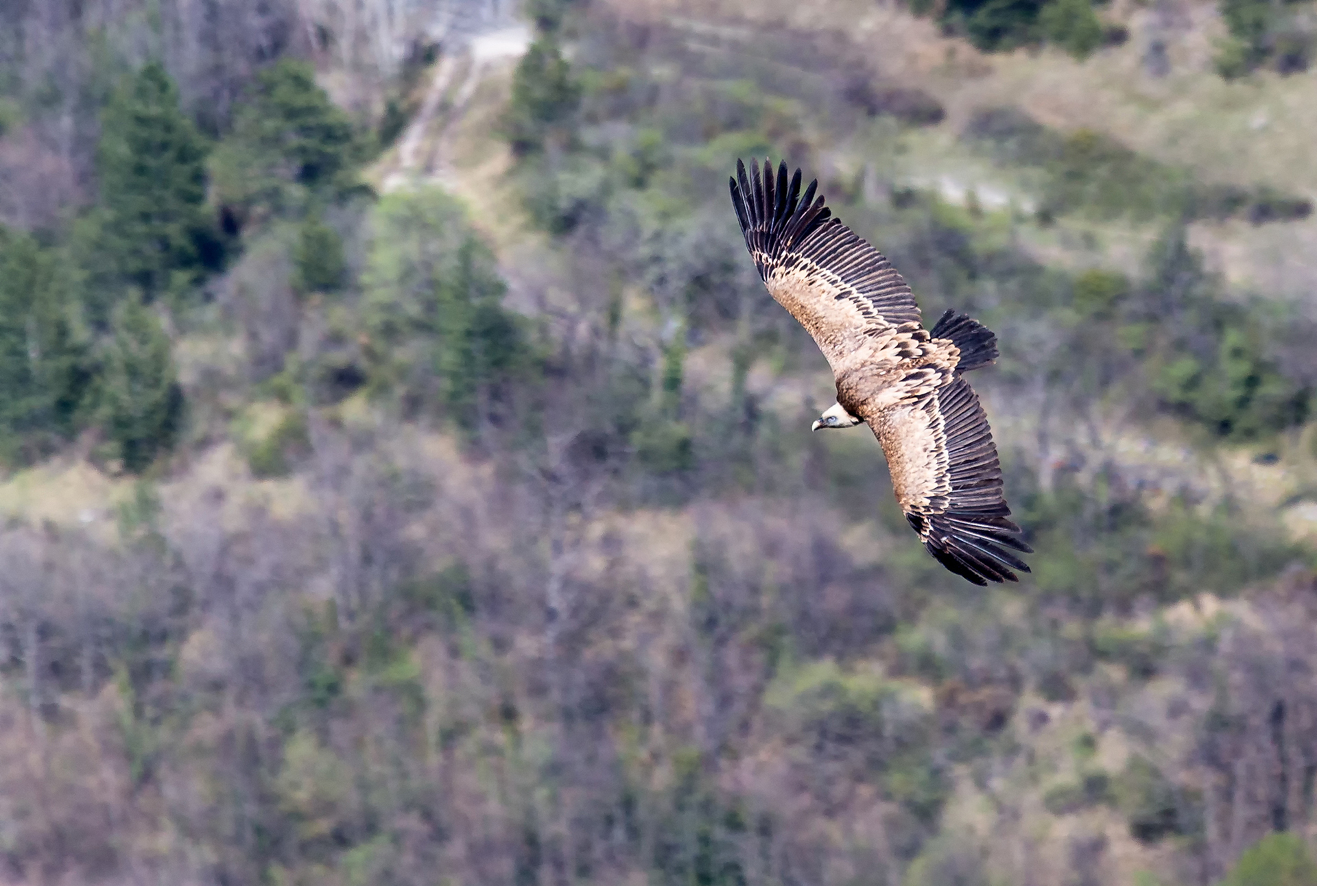 contassot-p-06_48422262746_o