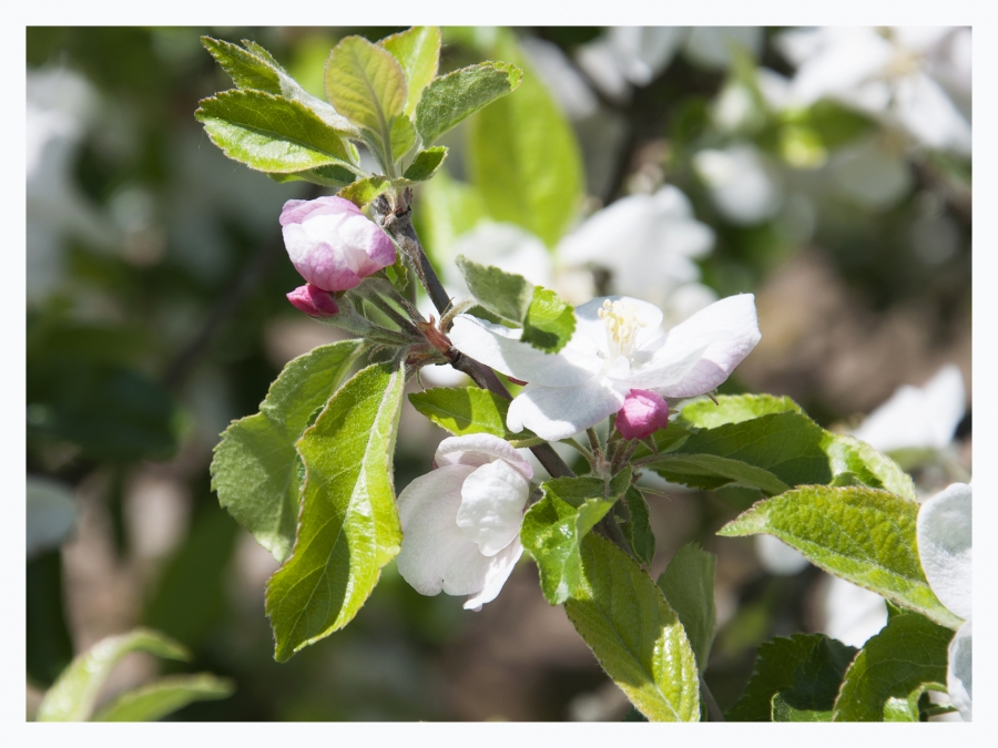 Les fleurs de mon jardin_11
