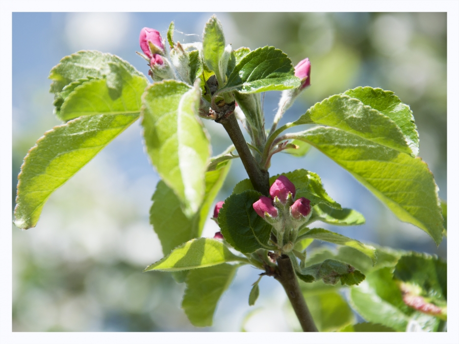 Les fleurs de mon jardin_12