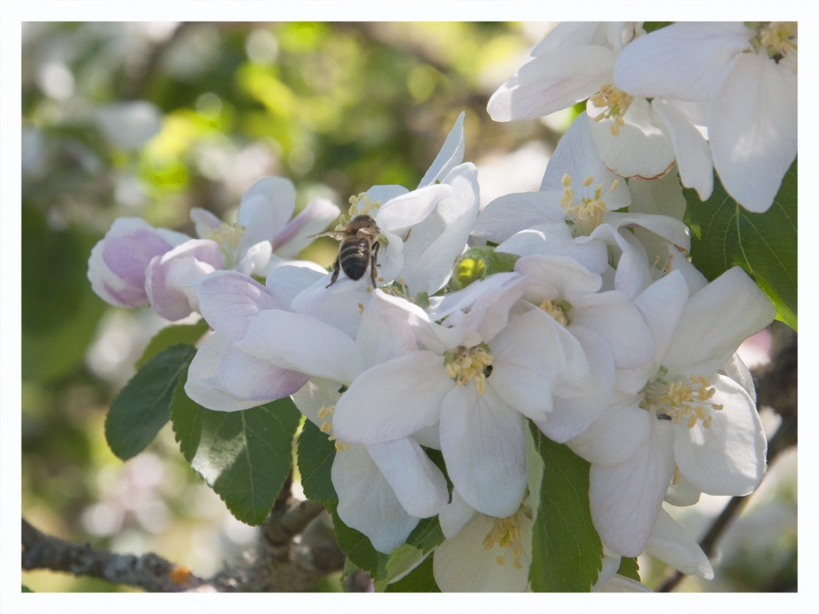 Les fleurs de mon jardin_13