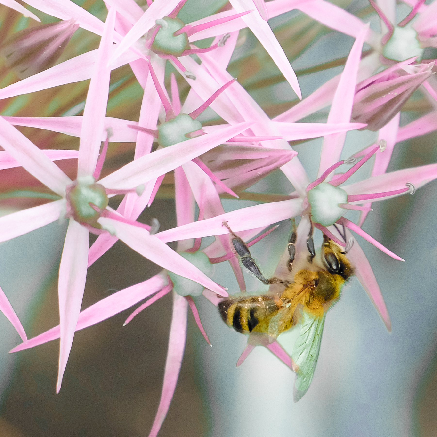 gauthier-a-02_48422461842_o