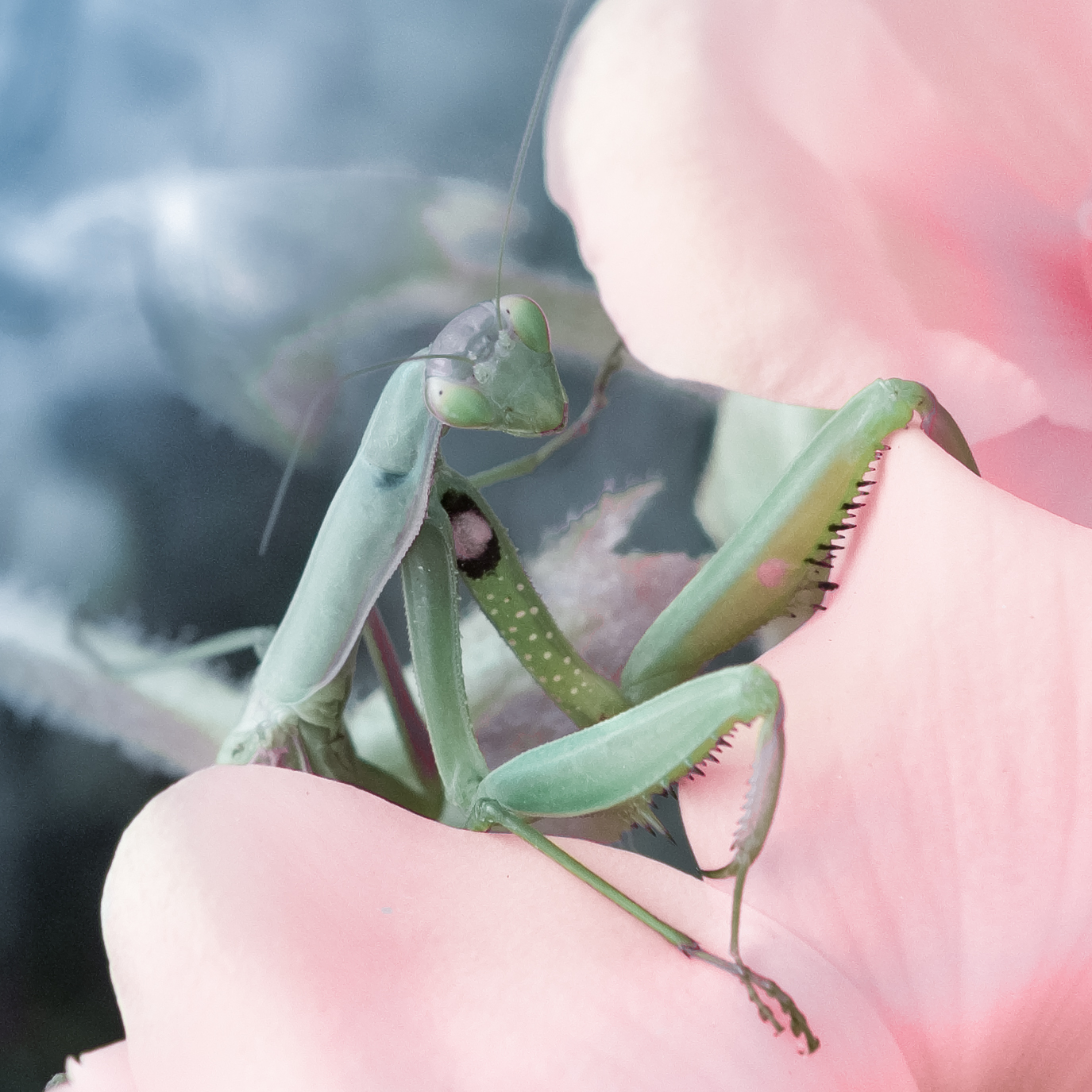 gauthier-a-03_48422308671_o