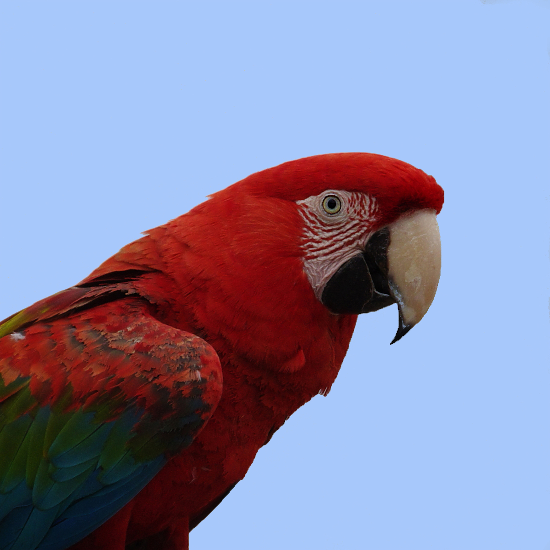 gautron-jp-2-perroquet-rouge_48422593397_o